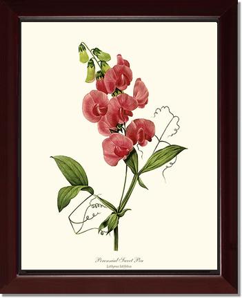 Sweet Pea, Perennial | Flower/Floral Art Print