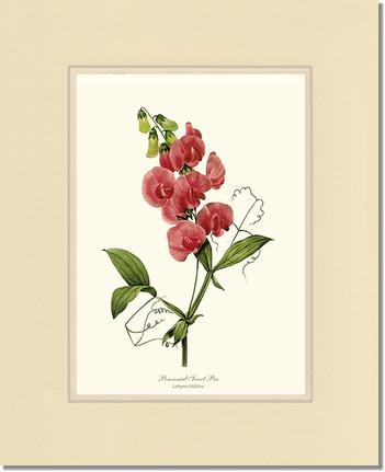 Sweet Pea, Perennial | Flower/Floral Art Print