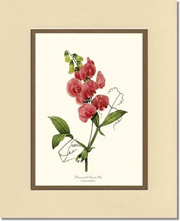 Sweet Pea, Perennial | Flower/Floral Art Print