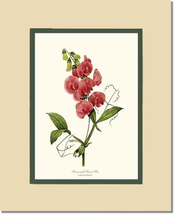 Sweet Pea, Perennial | Flower/Floral Art Print