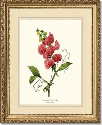Sweet Pea, Perennial | Flower/Floral Art Print