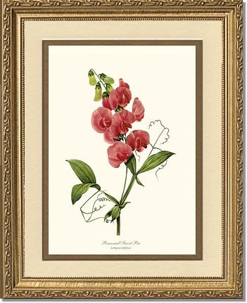 Sweet Pea, Perennial | Flower/Floral Art Print
