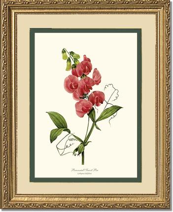 Sweet Pea, Perennial | Flower/Floral Art Print