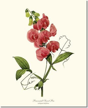 Flower Floral Print: Sweet Pea, Perennial