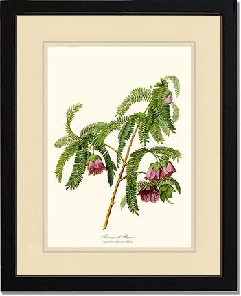 Tamarind Flower | Flower/Floral Art Print