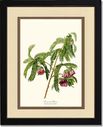 Tamarind Flower | Flower/Floral Art Print