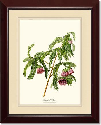 Tamarind Flower | Flower/Floral Art Print