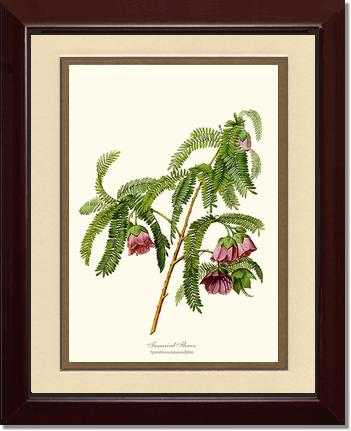 Tamarind Flower | Flower/Floral Art Print