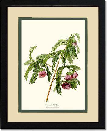 Tamarind Flower | Flower/Floral Art Print