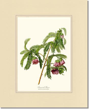 Tamarind Flower | Flower/Floral Art Print