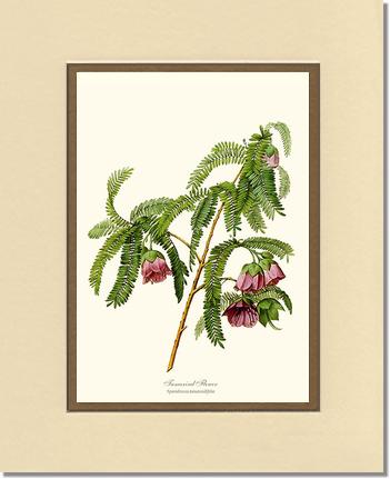 Tamarind Flower | Flower/Floral Art Print