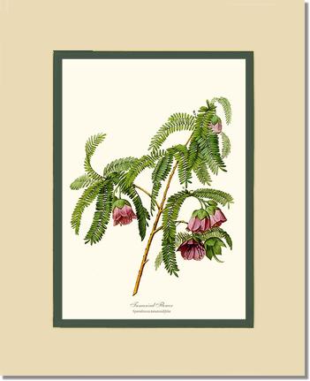 Tamarind Flower | Flower/Floral Art Print