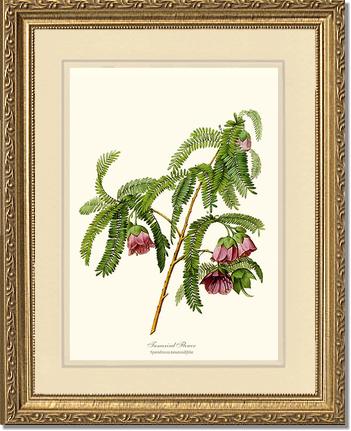 Tamarind Flower | Flower/Floral Art Print