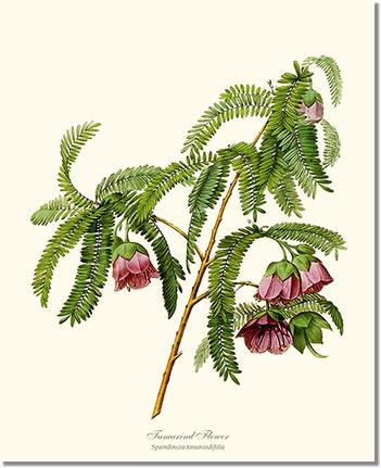 Flower Floral Print: Tamarind Flower