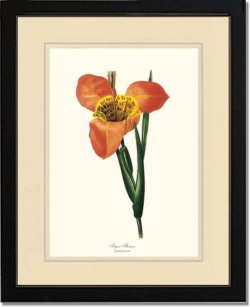 Tiger Flower | Flower/Floral Art Print