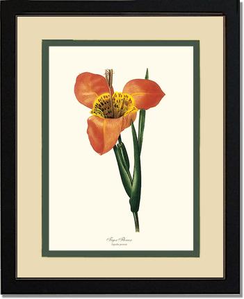 Tiger Flower | Flower/Floral Art Print