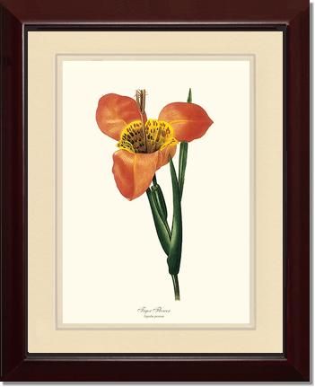 Tiger Flower | Flower/Floral Art Print