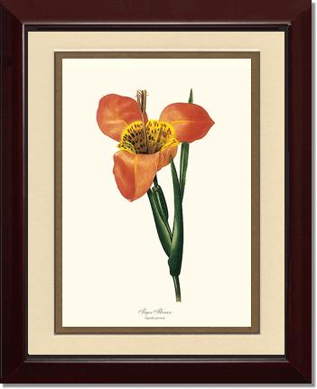 Tiger Flower | Flower/Floral Art Print