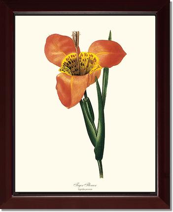 Tiger Flower | Flower/Floral Art Print
