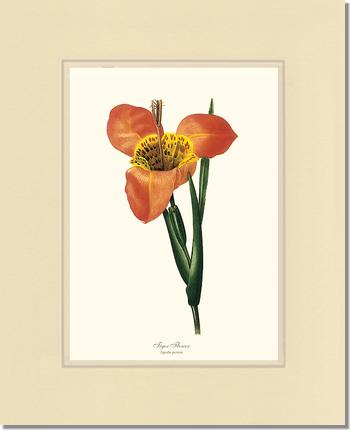Tiger Flower | Flower/Floral Art Print