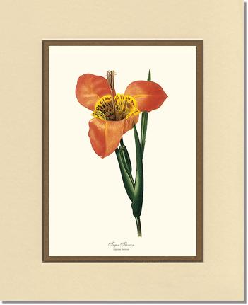 Tiger Flower | Flower/Floral Art Print