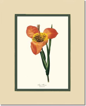 Tiger Flower | Flower/Floral Art Print