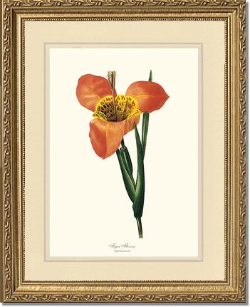Tiger Flower | Flower/Floral Art Print