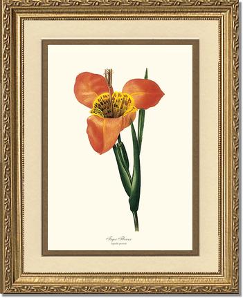 Tiger Flower | Flower/Floral Art Print