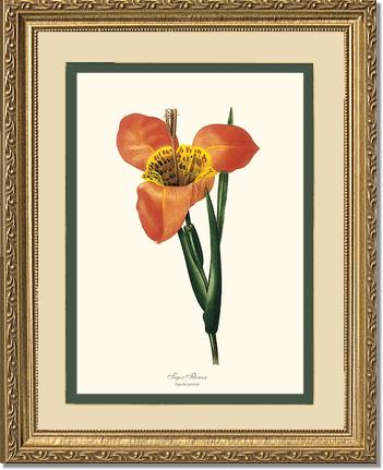 Tiger Flower | Flower/Floral Art Print