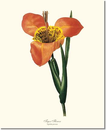 Flower Floral Print: Tiger Flower