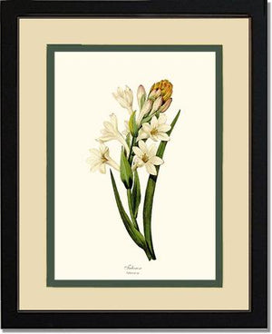 Tuberose