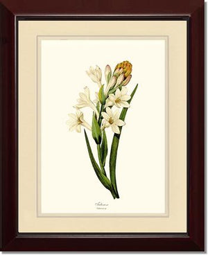 Tuberose