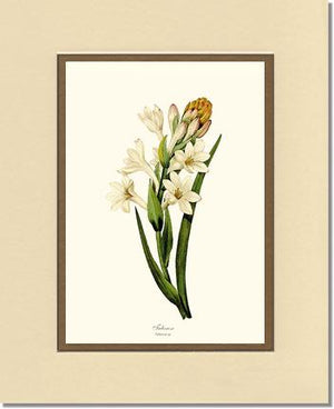 Tuberose