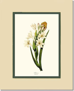 Tuberose