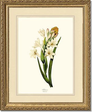 Tuberose