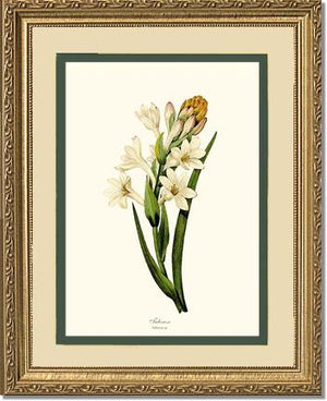 Tuberose