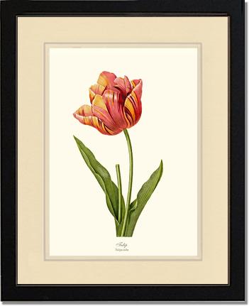 Tulip | Flower/Floral Art Print