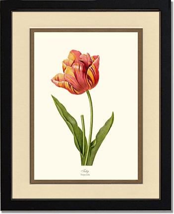 Tulip | Flower/Floral Art Print