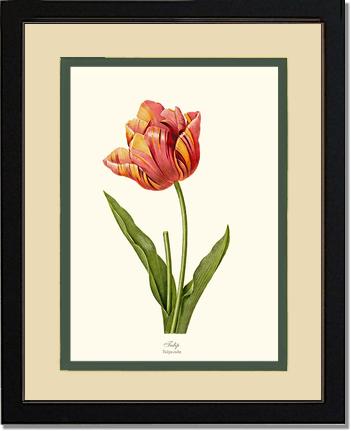Tulip | Flower/Floral Art Print