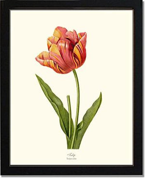 Tulip