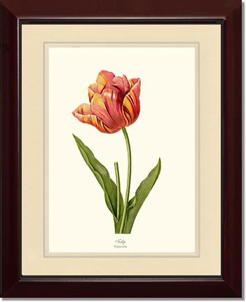 Tulip | Flower/Floral Art Print