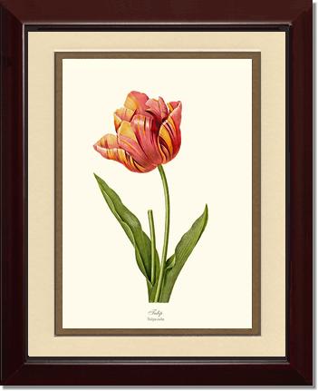 Tulip | Flower/Floral Art Print
