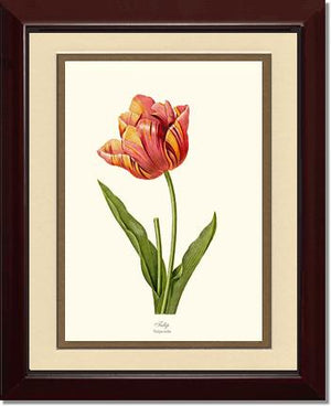 Tulip