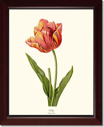 Tulip | Flower/Floral Art Print