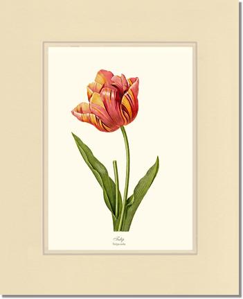 Tulip | Flower/Floral Art Print