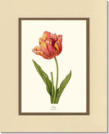 Tulip | Flower/Floral Art Print