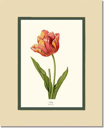 Tulip | Flower/Floral Art Print