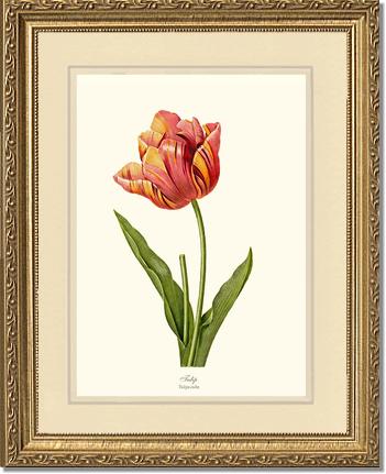 Tulip | Flower/Floral Art Print