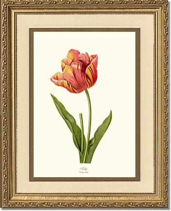 Tulip | Flower/Floral Art Print