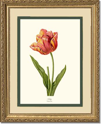 Tulip | Flower/Floral Art Print